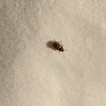 Seashell Village Resort - More live bugs in the bed - Resorts Near Me - Port Aransas, Texas Seashell Village Resort - More live bugs in the bed - Resorts Near Me - Port Aransas, Texas