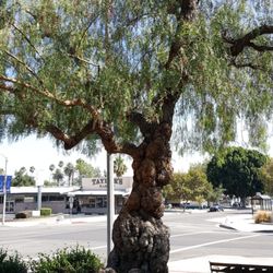 The Greenman Tree