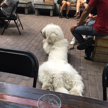 Luckydog - Bars Near Me - Brooklyn, New York