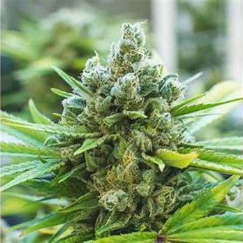 NuVue Pharma - Cannabis Dispensaries Near Me - Pueblo, Colorado NuVue Pharma - Cannabis Dispensaries Near Me - Pueblo, Colorado
