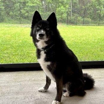 Manhattan Animal Clinic - Veterinarians Near Me - Harvey, Louisiana Manhattan Animal Clinic - Veterinarians Near Me - Harvey, Louisiana
