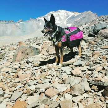 Pawfect Practice - One Aaron's personal dogs on a hiking trip. - Dog Walkers Near Me Pawfect Practice - One Aaron's personal dogs on a hiking trip. - Dog Walkers Near Me