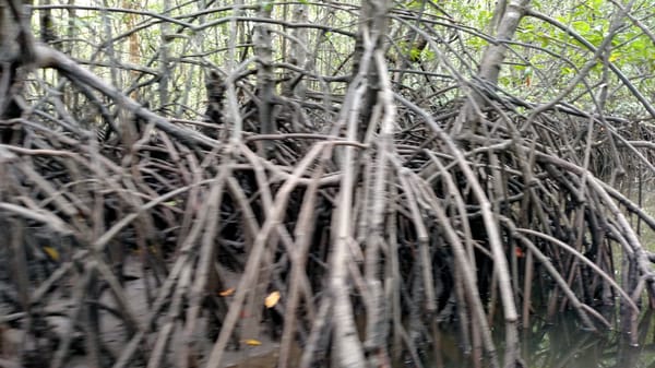 Kilim Geoforest Park by null
