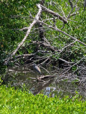 Tarpon Bay Explorers by null
