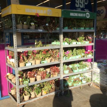 99 Cents Only Stores - 99 Cents Only in Murrieta is Simply disgusting. All the plants are dead and floors covered with yuck! - Discount Store Near Me - Murrieta, California
