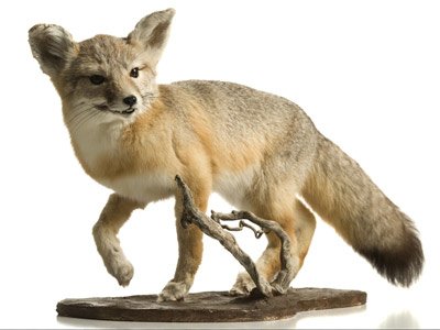 Re-Creation Taxidermy - taxidermy in Janesville, WI