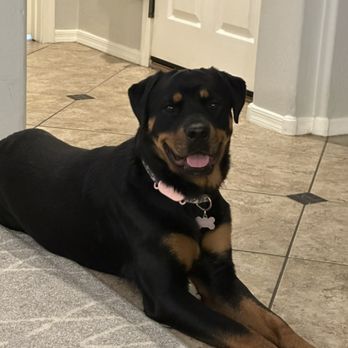 East Valley Love all Pets - Smile big - Pet Sitting Near Me East Valley Love all Pets - Smile big - Pet Sitting Near Me