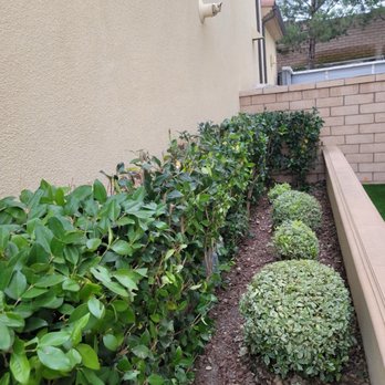 Affordable Tree Services Orange County - Ligustrum hedge cut back perfectly and neighborly. This hedge can get out of control fast. - Tree Services Near Me Affordable Tree Services Orange County - Ligustrum hedge cut back perfectly and neighborly. This hedge can get out of control fast. - Tree Services Near Me