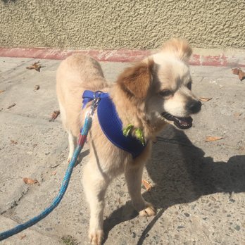 MexiVet Express - This is one of the pictures I received! I was super happy seeing this picture and I very much appreciated seeing updates :) - Veterinarians Near Me