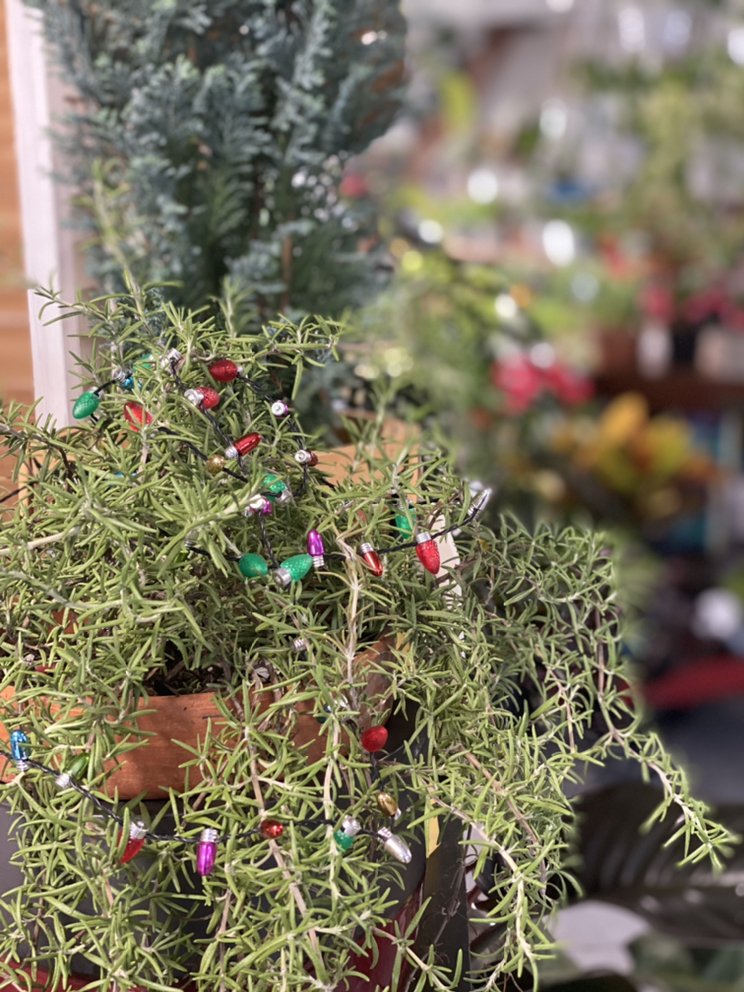 SUTHERIN’S GREENHOUSE Updated June 2024 36 Photos 2113 State Route 170, East Palestine