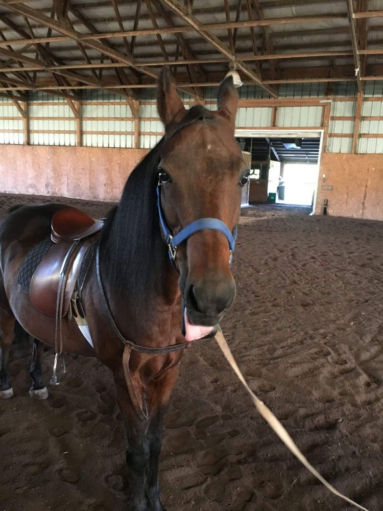 Timbermist Farm - equestrian in Pleasant Hill, MO