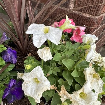 Perfect Power Wash - Ruined flowers after service - Pressure Washers Near Me - Warrendale, Pennsylvania