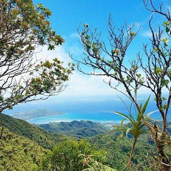 Wiliwilinui Ridge Trail - Sunday Funday - 03/19/2017 - Hiking Near Me Wiliwilinui Ridge Trail - Sunday Funday - 03/19/2017 - Hiking Near Me