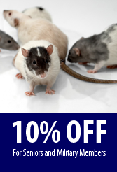 Seay's Termite & Pest Control