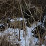 Photo of Rock Run Rookery