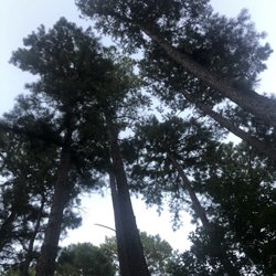 Boyds RV Park & Fish Camp - Look up!!!  Lots of Pines!