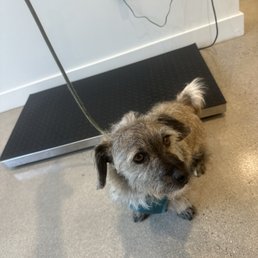 Dog at vet