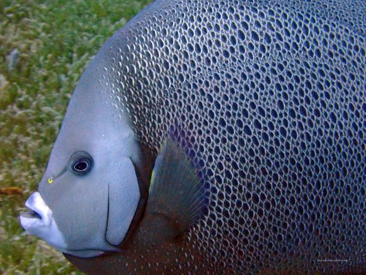 Culebra Divers by null