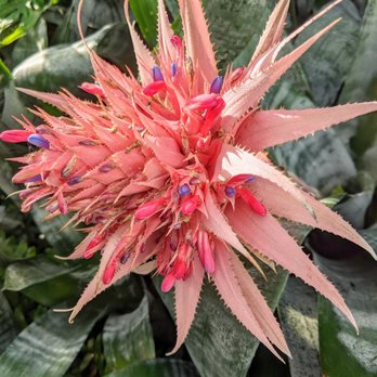 Barbican Conservatory - Performing Arts Near Me - London, XGL