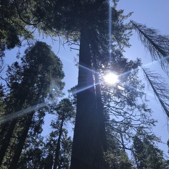 Calaveras Big Trees State Park - Parks Near Me - Arnold, California Calaveras Big Trees State Park - Parks Near Me - Arnold, California