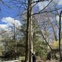 Photo of J Coletti & Sons Tree Service