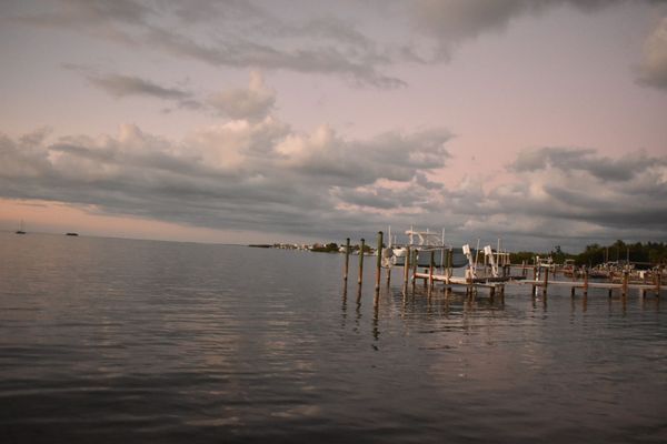 Mangrove Marina by null