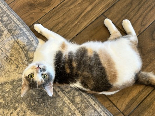 Catty Corner Cafe by null