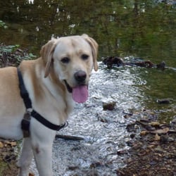 Brewster's Buddies Pet Sitting
