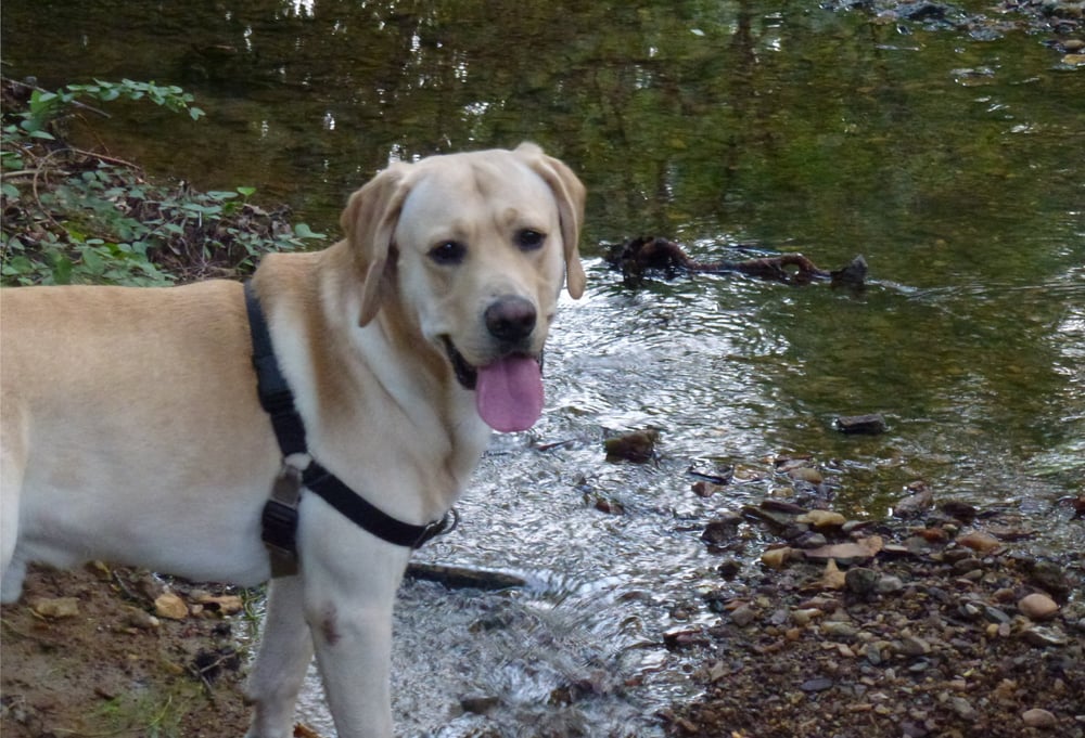 Brewster's Buddies Pet Sitting - pet boarding facility in Baltimore, MD