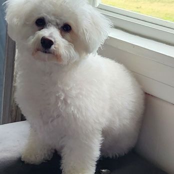 Bark 'N' Bean - Lucy - Pet Groomers Near Me - Annapolis, Maryland