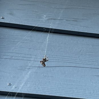 Resolve Pest and Termite Control - can't tell from the pic but this guy was huge! - Pest Control Near Me - Pasadena, Texas Resolve Pest and Termite Control - can't tell from the pic but this guy was huge! - Pest Control Near Me - Pasadena, Texas