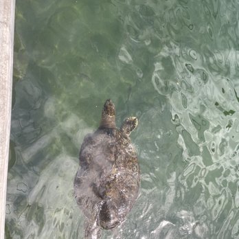The Turtle Hospital - Veterinarians Near Me - Marathon, Florida The Turtle Hospital - Veterinarians Near Me - Marathon, Florida