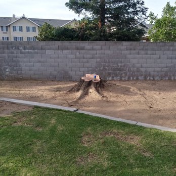 Clovis Tree Care - Just the stump left - Tree Services Near Me - Clovis, California Clovis Tree Care - Just the stump left - Tree Services Near Me - Clovis, California