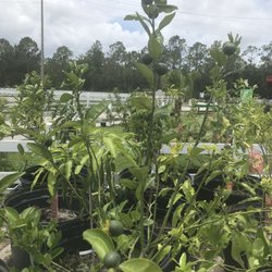 horse world riding stables - Line, lemon, orange, & mango trees