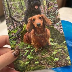 St. Francis Regional Medical Center - Therapy dogs brought around for patients