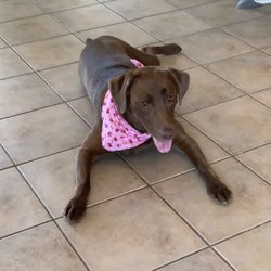 Dogwood Kennels