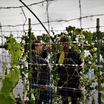 The Luffa Farm - Tours Near Me - Nipomo, California
