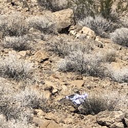 Sunrise Mountain/Frenchman Mountain - UFO wreckage