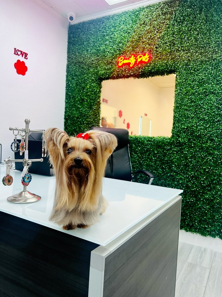 BEAUTY PETS MOBILE 43 Photos Fort Lauderdale, Florida Pet Groomers Phone Number Yelp