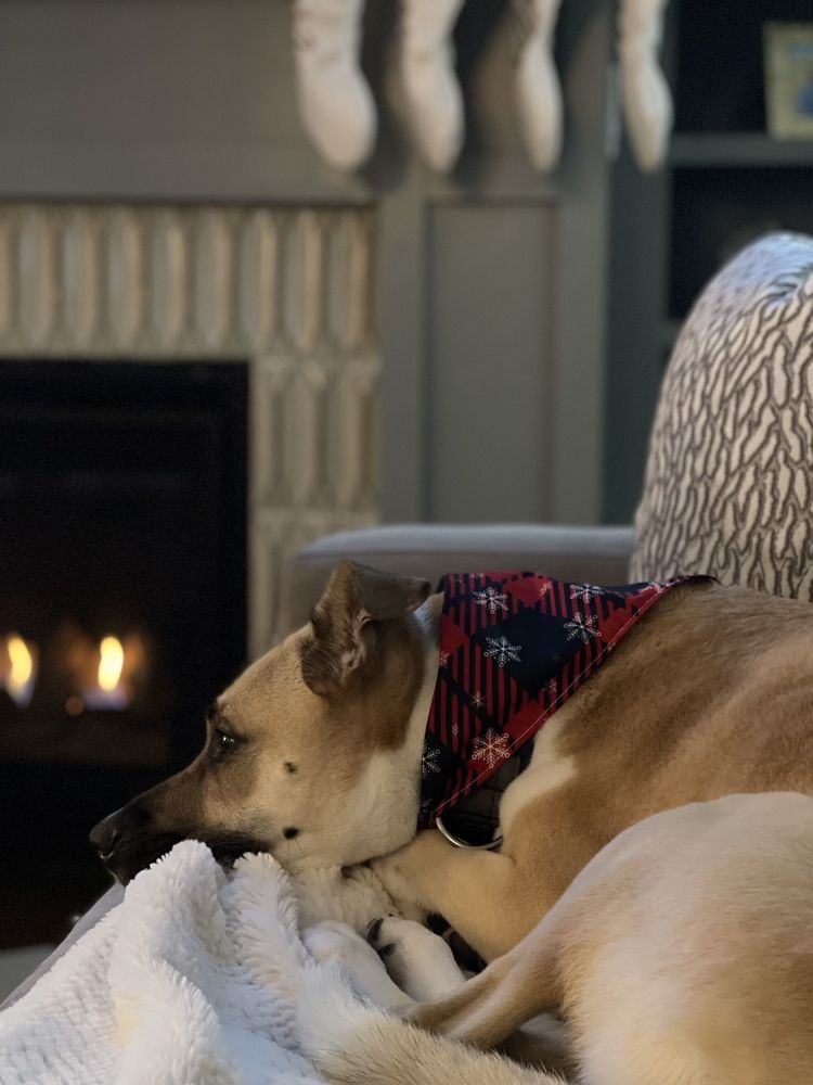 AUSSIE PET MOBILE CARY AND APEX Updated October 2024 22 Photos