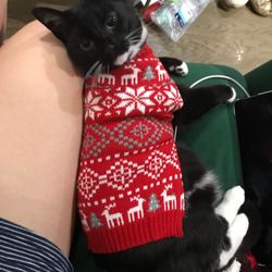 Manhattan Central Booking - Pets deserve better