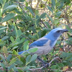 Brevard County - Scrub Jay