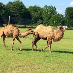 Grapeland Drive Thru Safari - Dromedary and Bactrian camels