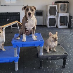 Frog Dog Canine Services - Multiple dog control