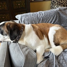 Does Anyone Do Cat Grooming in Fortuna Ca? Discover Top Services!