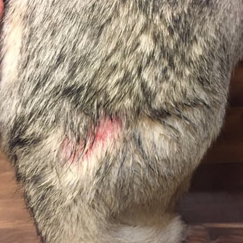 Petco - Sansa gets hot spots and chews herself raw after Petco shaved her previously gorgeous coat. It's been 1.5 years. Won't grow back - Pet Stores Near Me - San Bruno, California Petco - Sansa gets hot spots and chews herself raw after Petco shaved her previously gorgeous coat. It's been 1.5 years. Won't grow back - Pet Stores Near Me - San Bruno, California