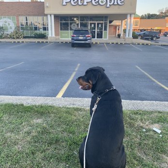 Hollywood Feed - Doggo insisted on stopping at the store - Pet Stores Near Me - Rocky River, Ohio Hollywood Feed - Doggo insisted on stopping at the store - Pet Stores Near Me - Rocky River, Ohio