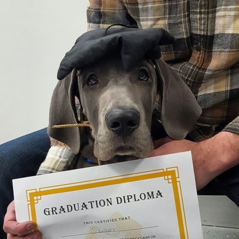 kindergarten puppy training near me