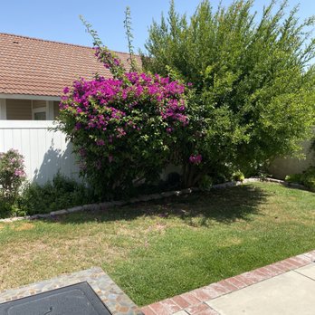 Ortega's Jr Tree Service - Before - Tree Services Near Me - Riverside , California