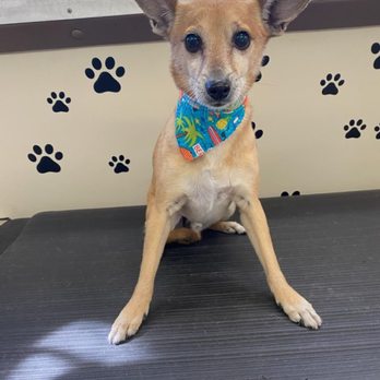 Canine Barber - My Happy Clean Dog - Pet Groomers Near Me - Sun valley, California Canine Barber - My Happy Clean Dog - Pet Groomers Near Me - Sun valley, California